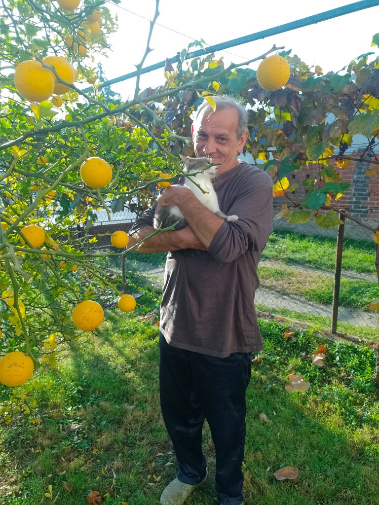 Fotografija uz članak: Sibirski limun koji krasi dvorište Borisa Kolaka u Ludbregu
